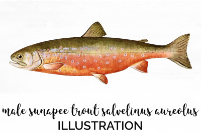 Trout Clipart