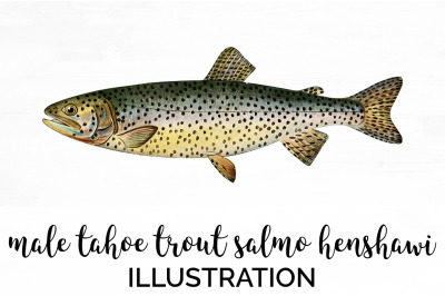 Trout Clipart