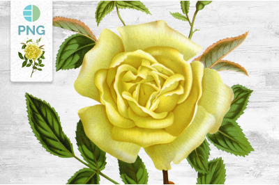 Yellow Rose Clipart