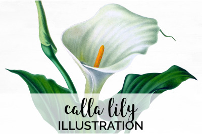 Lily Clipart