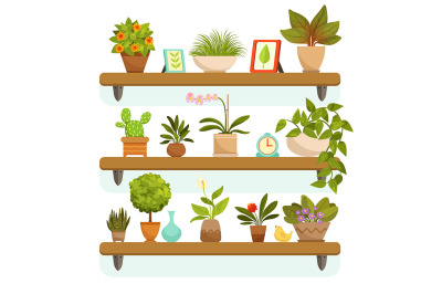 Home plants and decorative flowers in pots, standing on the shelves