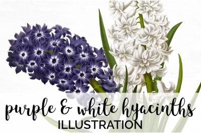 Hyacinths Clipart