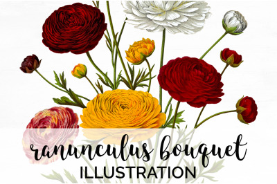 Ranunculus Clipart