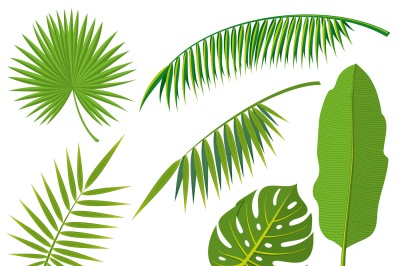 Tropical palm tree jungle leaves vector set