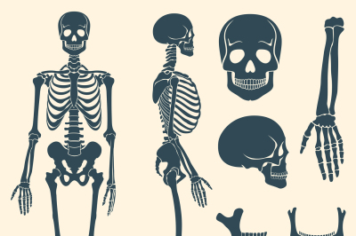 Human bones skeleton silhouette vector set