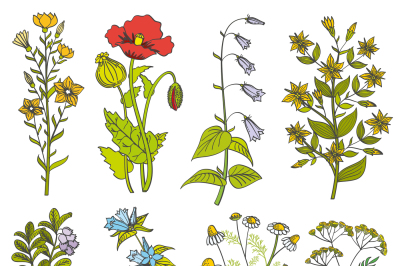 Herbs and wild flowers vintage vector color illustration