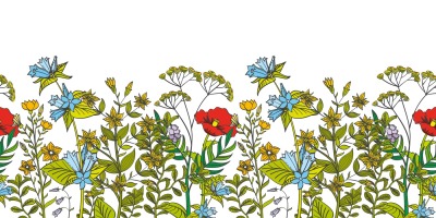 Seamless vector floral border with colored herbs and wild flowers