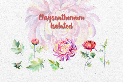 Tender pink chrysanthemum PNG watercolor set