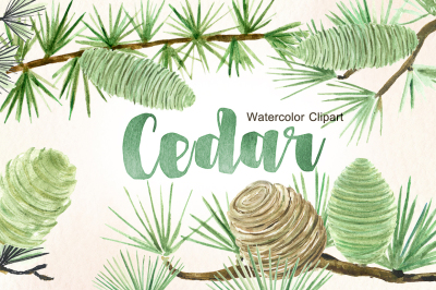 Cedar. Watercolor clipart.