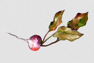 Red radish vegetables PNG watercolor set