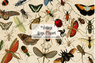 Vintage Bugs Clipart