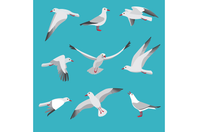 Atlantic seagull in different action poses