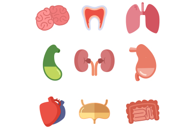 Human internal organs on white background