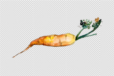 Orange carrot vegetables PNG watercolor set &nbsp;