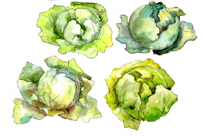 Green cabbage vegetables PNG watercolor set