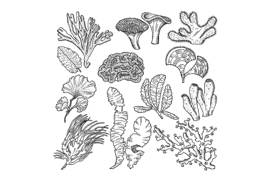 Corals and underwater plants in ocean or aquarium