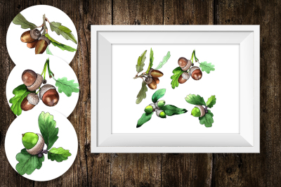 Acorn plant PNG watercolor set &nbsp;