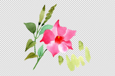 Wildflower pink dipladies PNG watercolor set &nbsp;