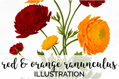 Ranunculus Clipart