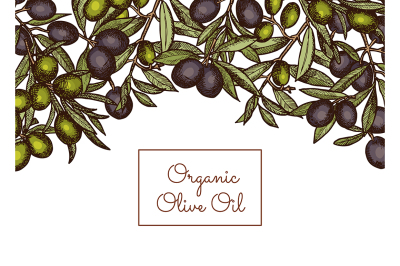 Vector illustration with place text and hand drawn olive