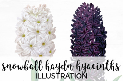 Hyacinths Clipart