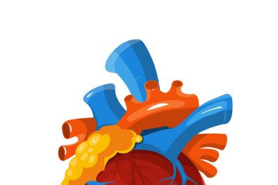 Human heart anatomy vector medical illustration