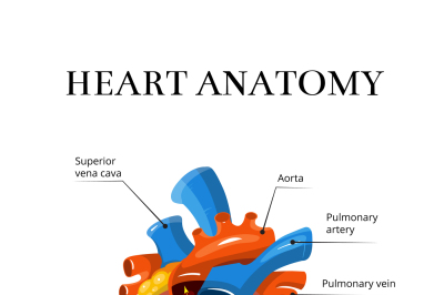 Heart sectional anatomy vector cardiological illustration