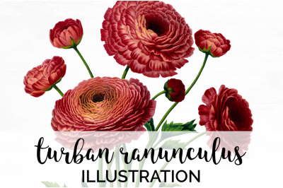 Ranunculus Bouquet Clipart