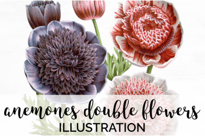 Anemone Clipart