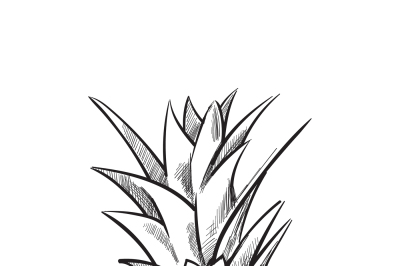 Hand drawn pineapple. Vector fruit