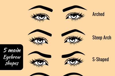 Basic eyebrow shape types vector illustration