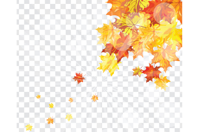 Maple leaves on transparency grid