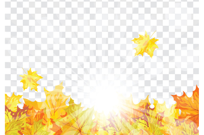 Maple leaves on transparency grid