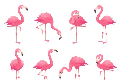 Exotic pink flamingos birds. Flamingo with rose feathers stand on one 