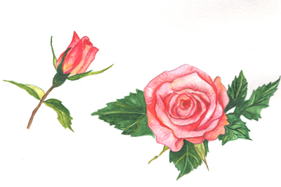 Two red roses PNG watercolor set