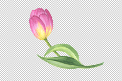 Pink tulip PNG watercolor design set &nbsp;