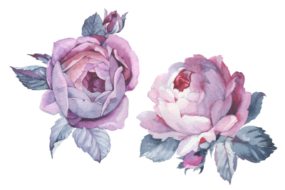 Two pink roses PNG watercolor set