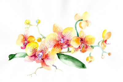 Bouquet yellow orchid flower PNG watercolor set