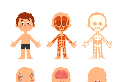 Cartoon boy body anatomy. Human biology systems anatomical chart. Skel