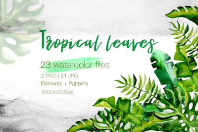 Succulent Tropical leaves PNG watercolor set