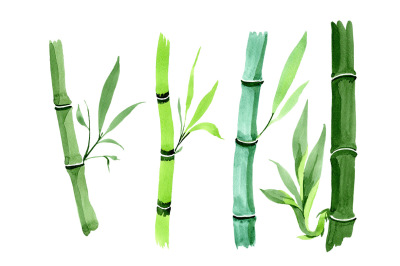 Bamboo tropic plant PNG watercolor set &nbsp;