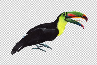 Tropical toucan PNG watercolor bird set