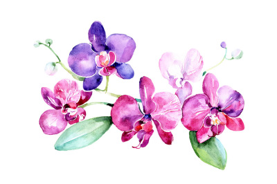 Branch of purple orchids PNG watercolor set