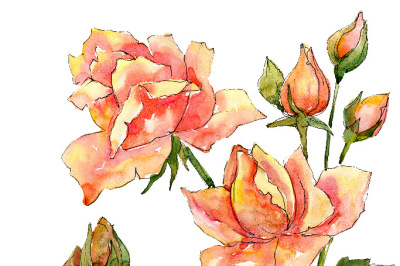 Bouquet of wonderful roses PNG watercolor set