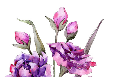 Bouquet of purple peony PNG watercolor set