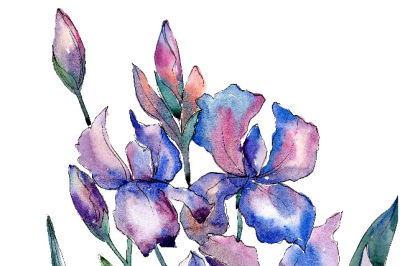 Bouquet of violet irises PNG watercolor set