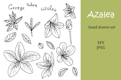Azalea hand drawn set
