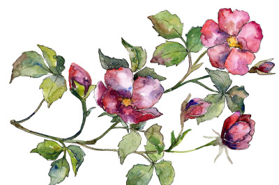 Wonderful bloom rose PNG watercolor set