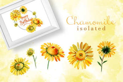 Wildflower yellow chamomile PNG watercolor set