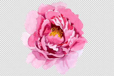 Tender pink peony PNG watercolor set